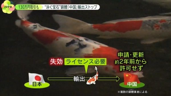 泳ぐ宝石”錦鯉の輸出に異変――人気も「中国向け」ストップなぜ？  現場は困惑…「とにかく“原因”が知りたい」（2023年11月10日掲載）｜日テレNEWS NNN