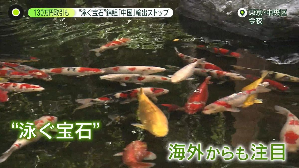 “泳ぐ宝石”錦鯉の輸出に異変――人気も「中国向け」ストップなぜ？　現場は困惑…「とにかく“原因”が知りたい」