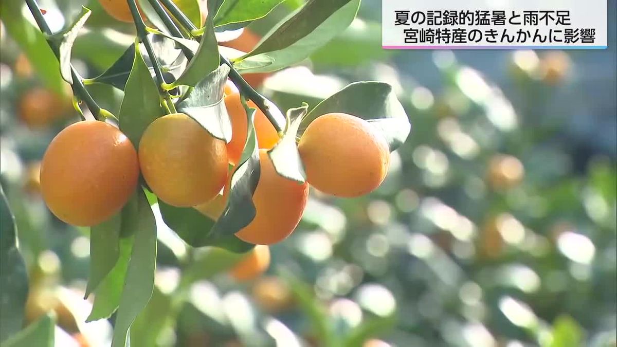 宮崎特産のきんかん味わってほしいけど…夏場の記録的高温で収量減