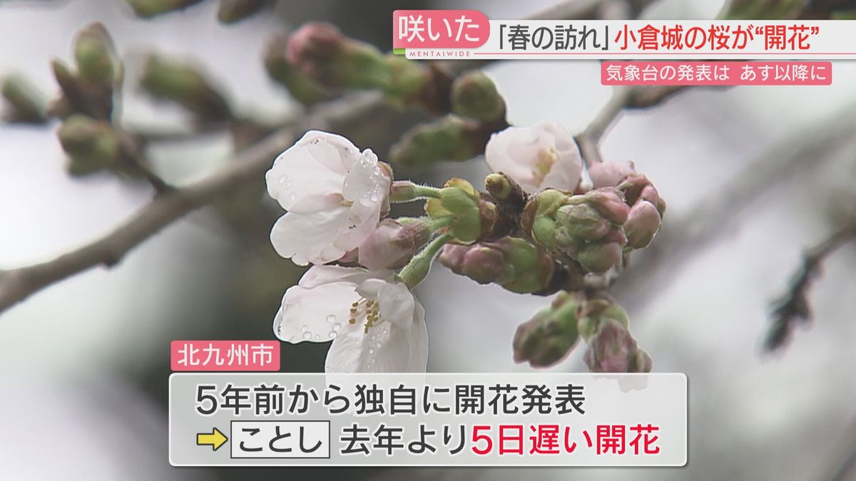 北九州市で「桜の開花」独自発表