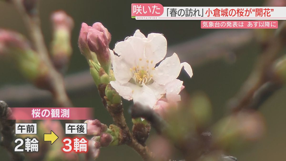 福岡市の桜の標本木は「3輪」開花まであと一歩　気象台のない北九州市は「独自」に開花を発表！　　