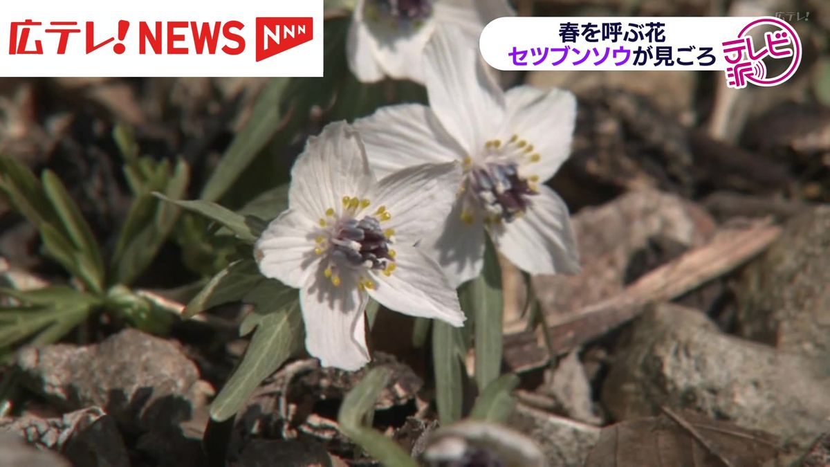 春を呼ぶセツブンソウ　広島・庄原市で見ごろ