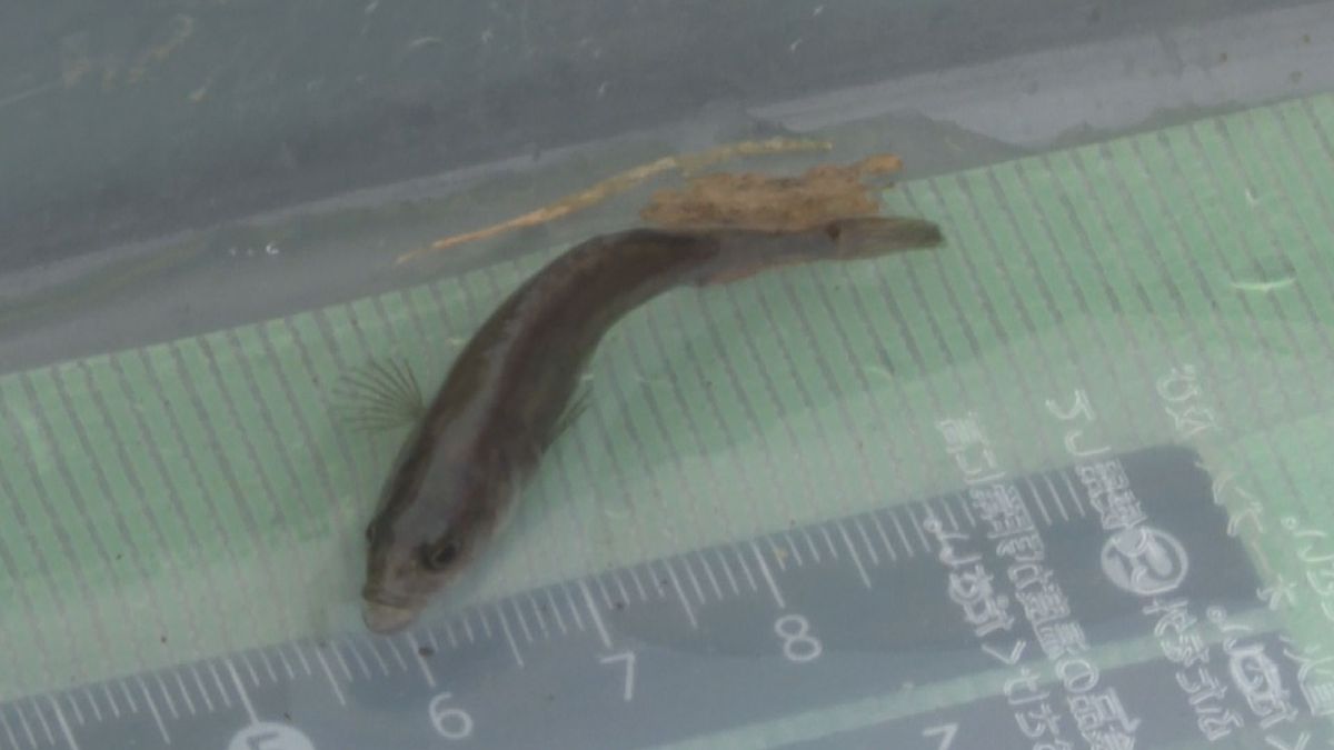 絶滅危惧種の淡水魚「カクレトミヨ」　東根市で個体数調査　去年より減少も担当者「大きな環境の変化ない」