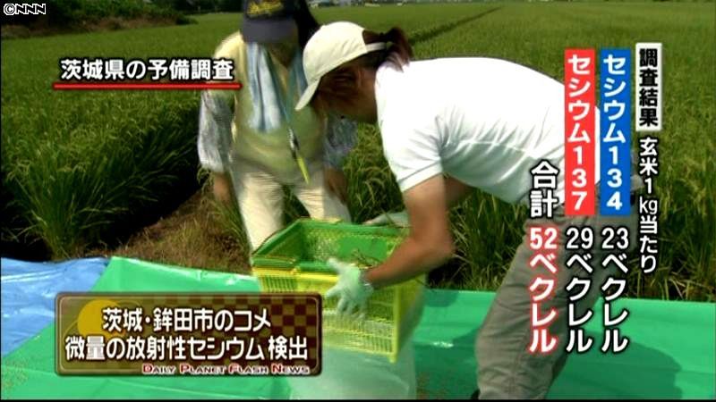 玄米から微量の放射性物質　茨城・鉾田市