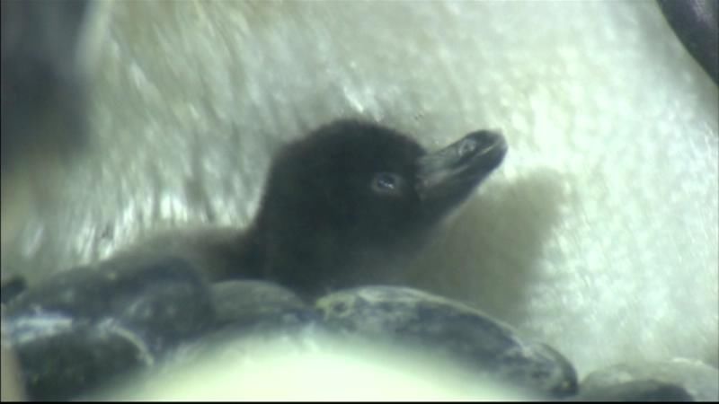 アデリーペンギンの赤ちゃんを公開　大阪市