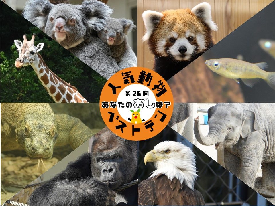 【人気動物ベストテン】東山動植物園で１０月５日から開催　来園でお気に入りの動物に投票できる　前回の１位はレッサーパンダ　今回の栄冠はどの動物に…