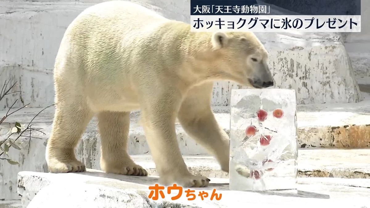 ホッキョクグマに氷のプレゼント　大阪・天王寺動物園