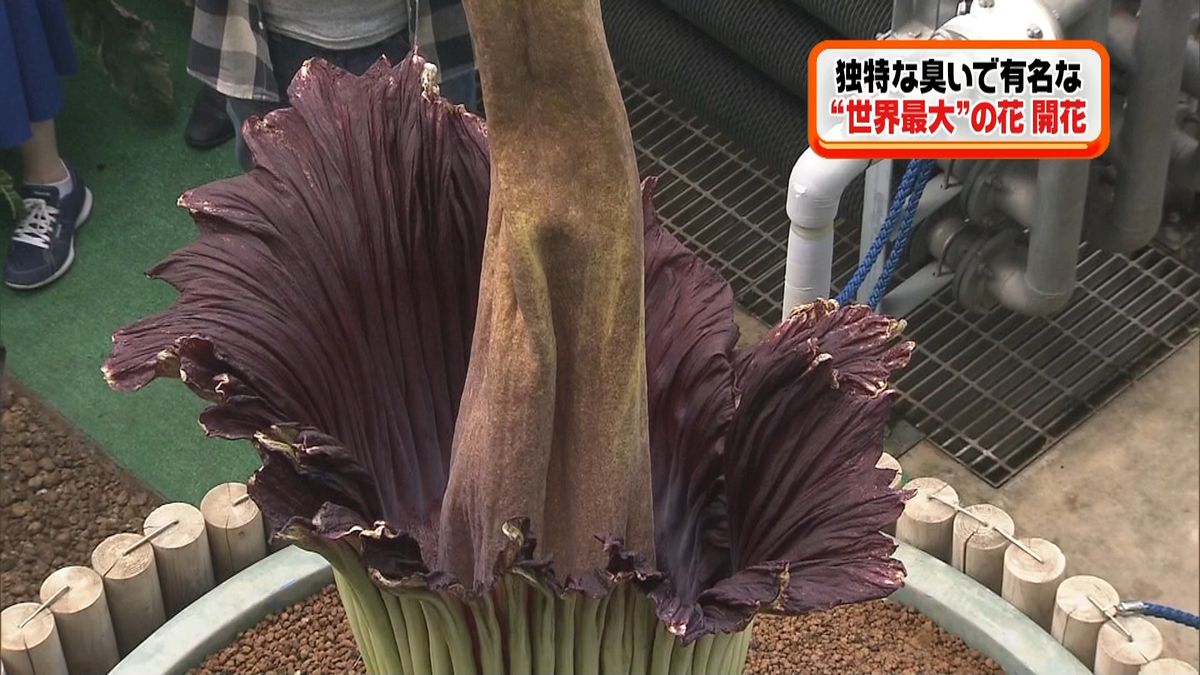 独特な臭い“世界最大の花”２年ぶりに開花
