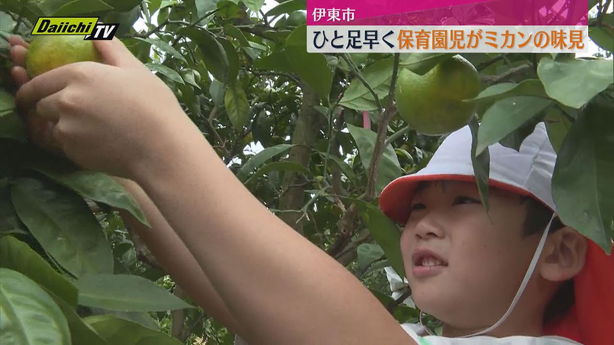 みかん狩り園で保育園児たちが「みかん狩り」体験（静岡・伊東市）