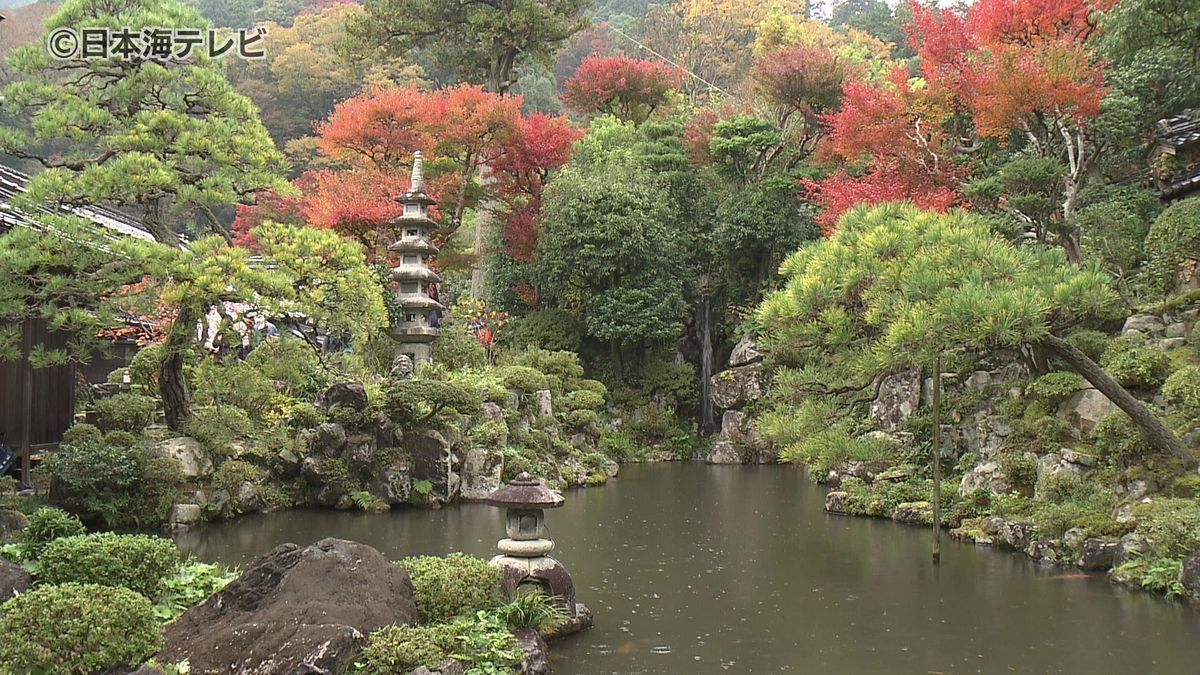 紅葉シーズンに限定づくし　国の重要文化財の石谷家住宅で秋の庭園の特別公開　普段は立入禁止の大イチョウも間近で眺めることが可能に　鳥取県智頭町