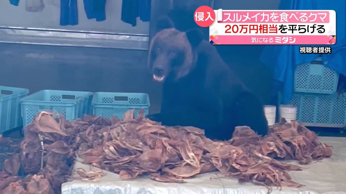 スルメイカを食べる「クマ」 20万円相当を平らげる　北海道　小学校にも足跡など痕跡…警戒続く