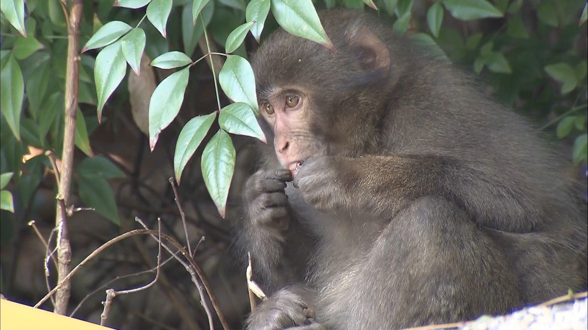 住宅街に子ザル　３時間超の大捕物　広島市