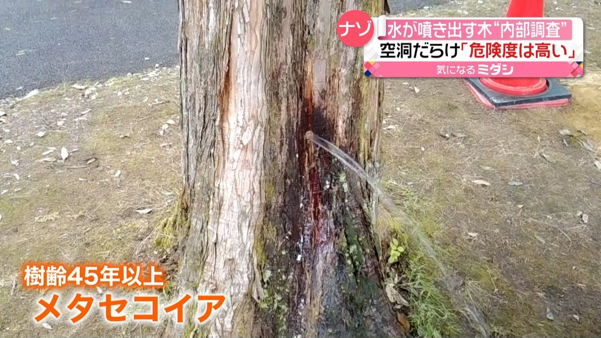 “水が噴き出す木”内部を調査　樹木医「伐採検討した方がいいレベル」富山市