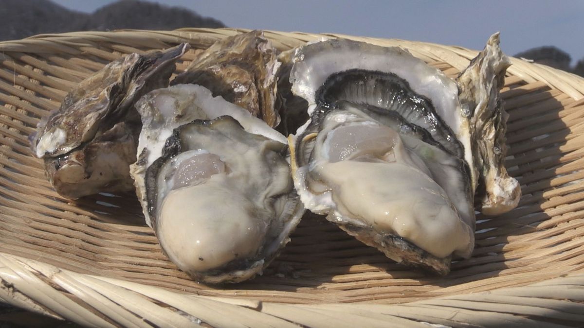 ぷりぷり食感と濃いうま味で人気の若狭かき　今シーズンは小ぶりで生育遅れも　昨夏の猛暑影響か