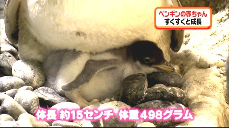 顔がぴょこっと…海遊館にペンギン赤ちゃん