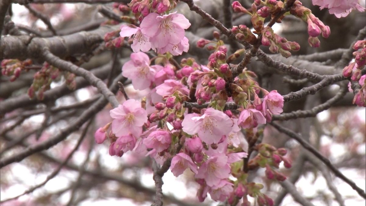 早咲き桜が伊豆に春告げ…『河津桜まつり』