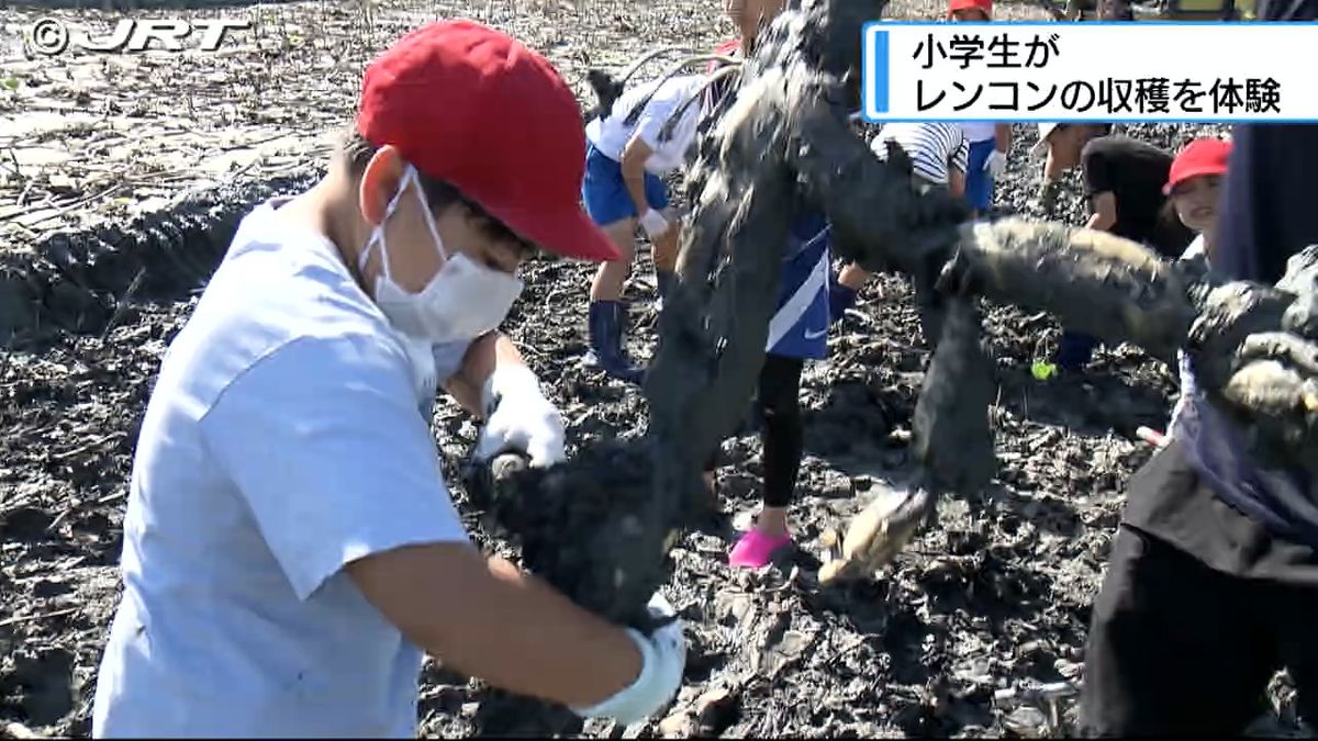 地元の特産物であるレンコンに親しみを　鳴門市の畑で近くの小学校に通う児童らが収穫体験【徳島】