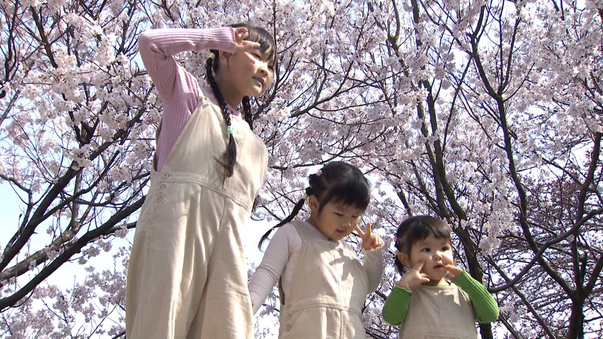 まもなくサクラ満開”兼六園” きょうから無料開園