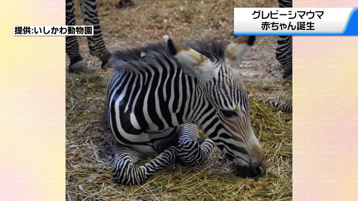 絶滅危惧種　グレビーシマウマの赤ちゃん誕生　石川・いしかわ動物園