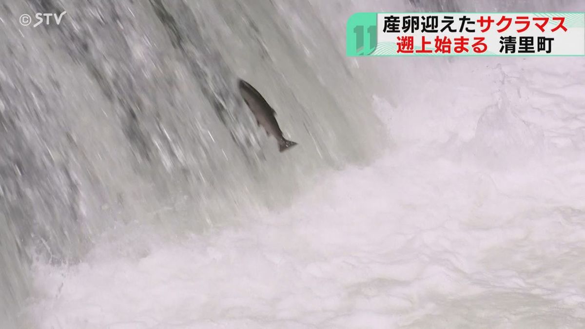力強くジャンプ！産卵のために滝を上るサクラマス　観光客を魅了　北海道清里町