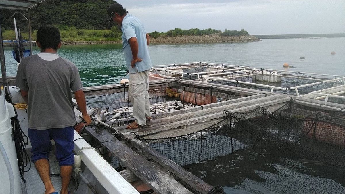 軽石漂着で養殖の高級魚「琉球スギ」大量死