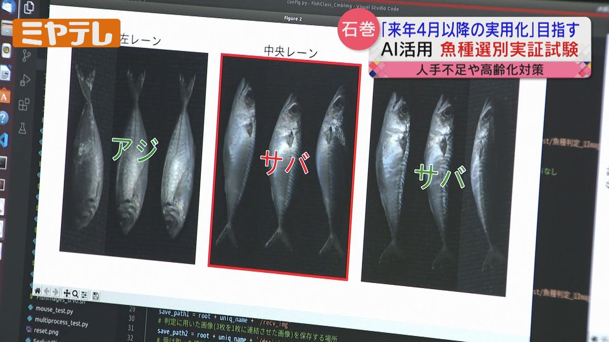 魚市場をスマート化！AIで魚を自動選別して振り分ける実証実験「目標は1時間10トン」