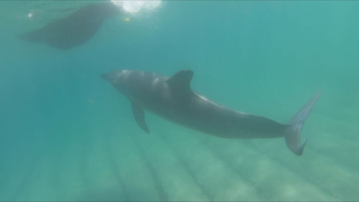 敦賀で海水浴客がイルカにかまれる被害相次ぐ　海保「近づかずすぐ海から上がって」