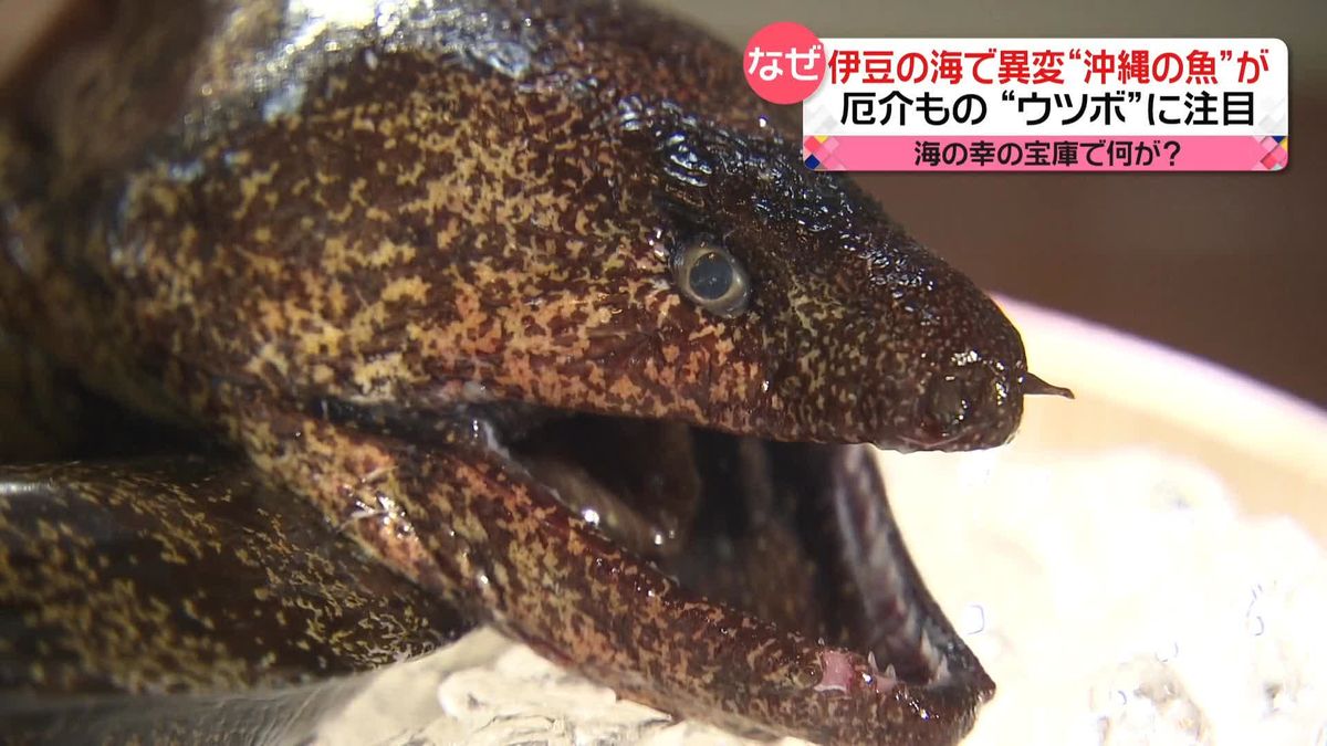 伊豆の海で異変…“沖縄の魚”1年通して水揚げ　海の幸の宝庫で何が？【藤井キャスター中継】