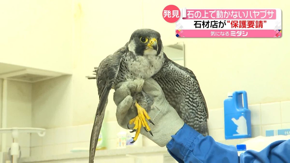 石材店の社長が「ハヤブサ」保護　弱って飛べず…動物園に“保護要請”　愛媛