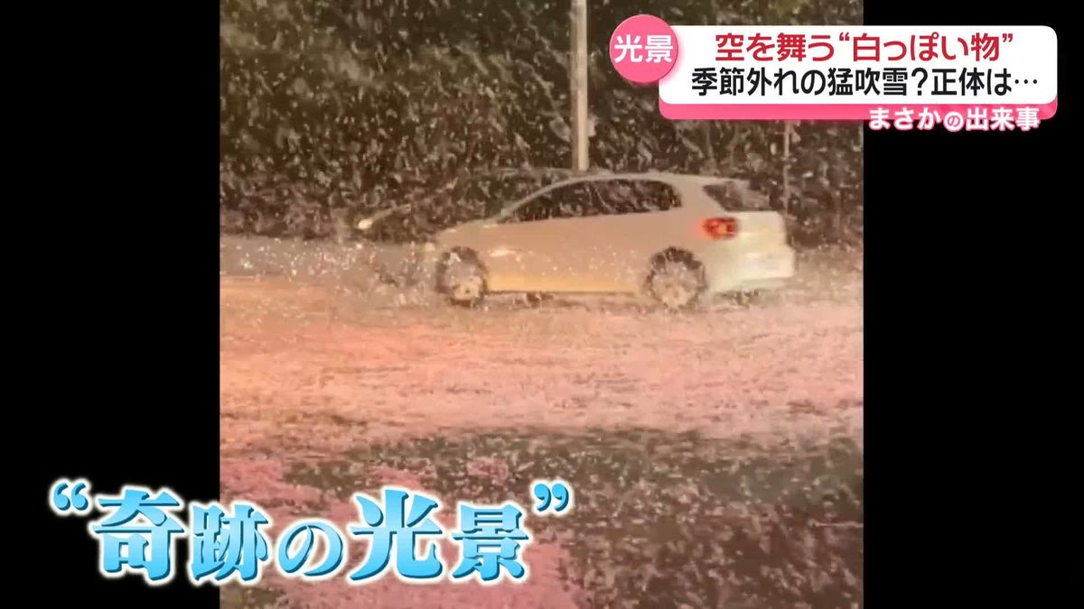 桜が舞う“奇跡の光景”　散り際と重なり“吹雪”に　中国