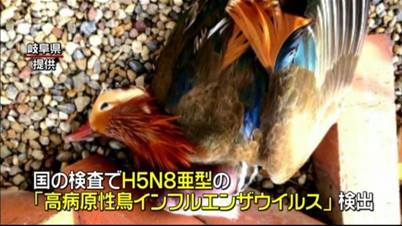 オシドリから高病原性鳥インフル検出　岐阜