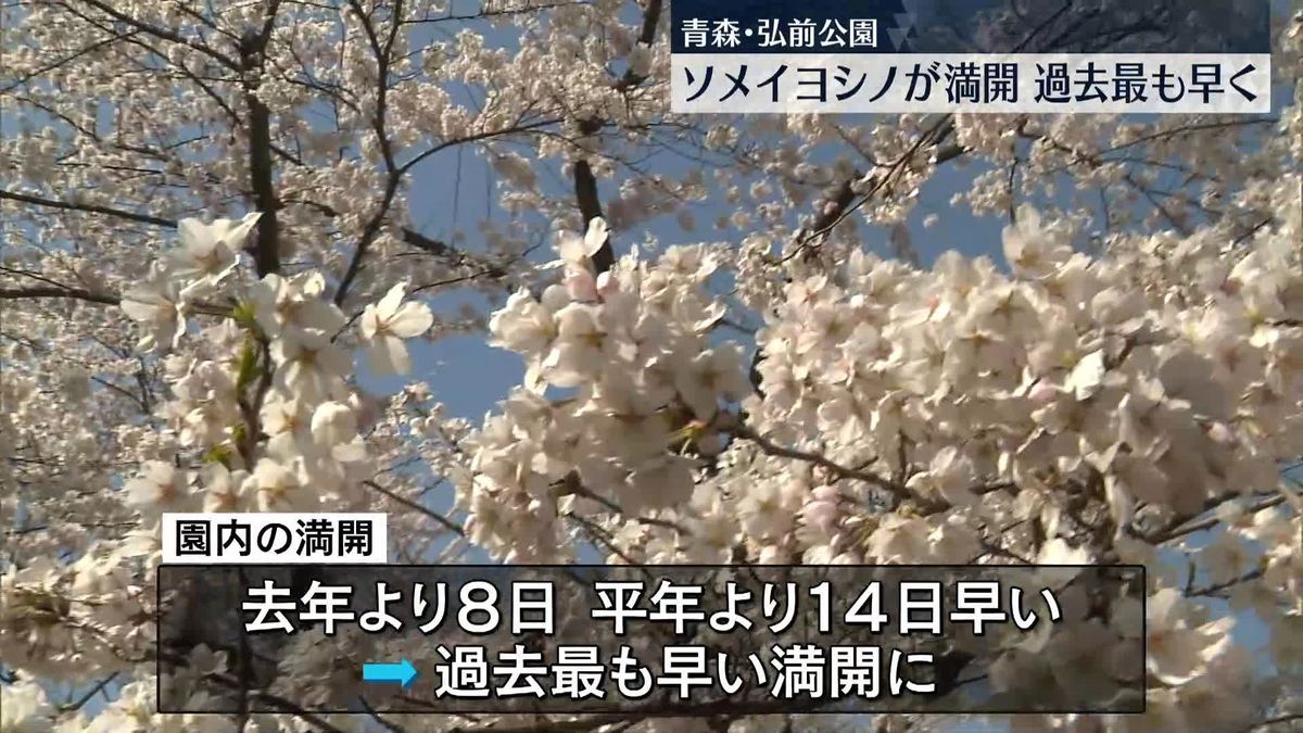 「桜の名所」青森・弘前公園でソメイヨシノが満開　過去最も早く