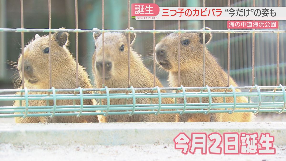 三つ子の赤ちゃんカピバラ