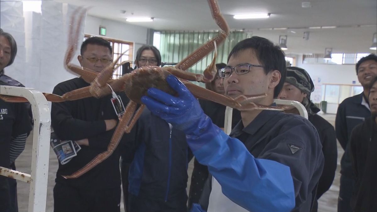 ブランド化目指す「庄内北前ガニ」　生きの良さを回復するための秘策は…　山形県