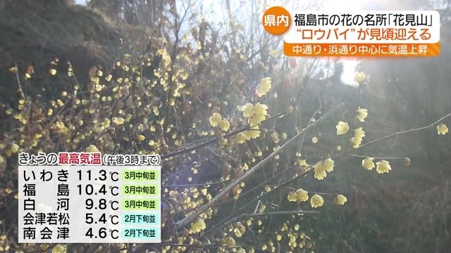 気温が上がり３月中旬並みのところも　ロウバイが花を咲かせ…猪苗代湖の名物も　福島県