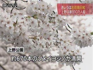 桜が満開！花見客でにぎわう東京・上野公園
