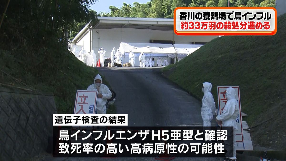 養鶏場で鳥インフル３３万羽殺処分へ　香川