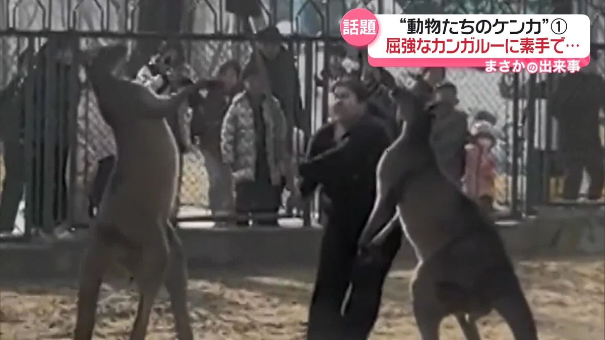 カンガルーのケンカ　飼育員が止めに入るも…　中国