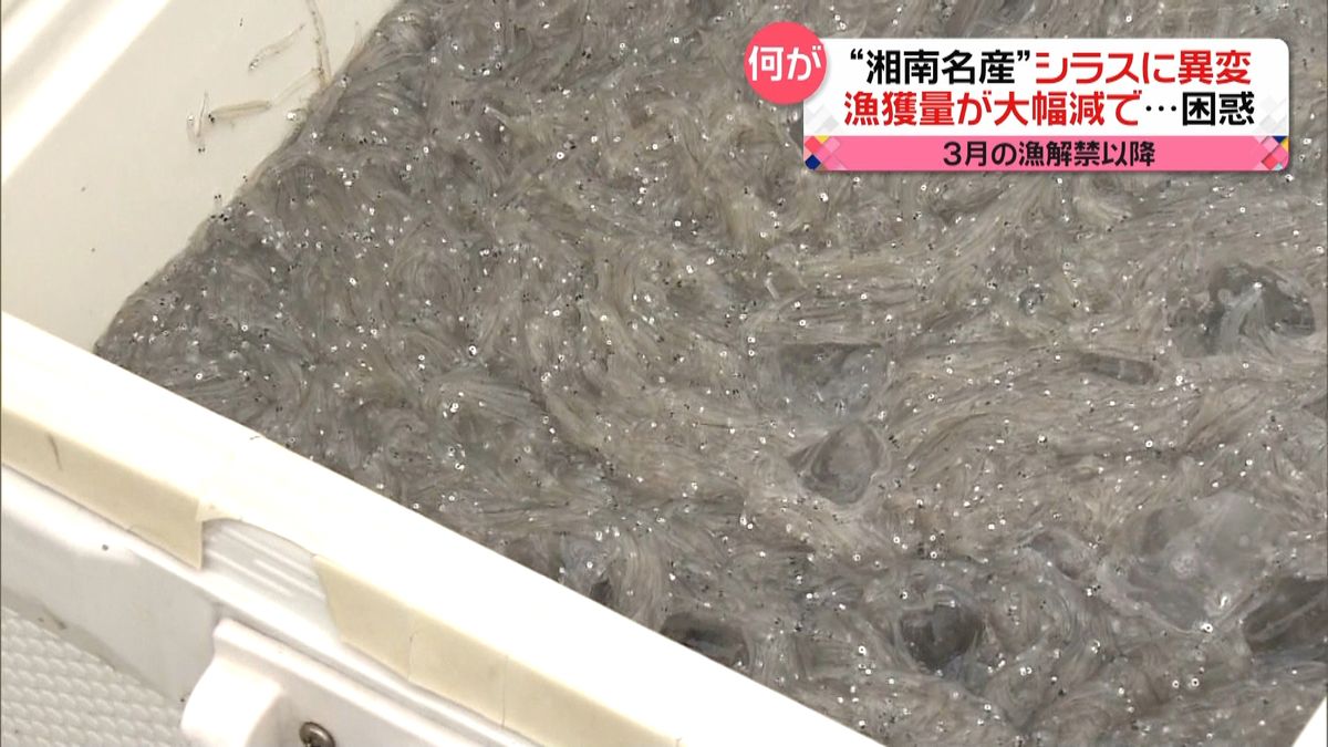 “湘南名産”シラス漁獲量が大幅減　ナゼ？