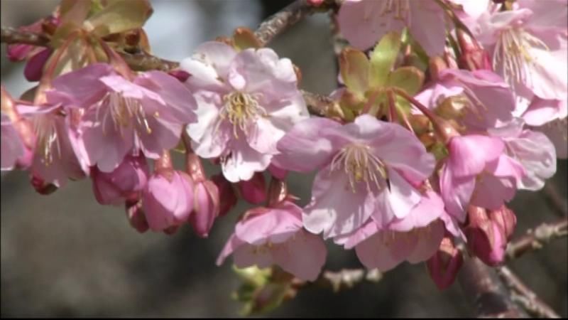 一足早い春の便り　河津桜まつり始まる