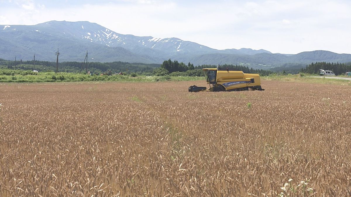 「月山の粉雪」　鶴岡市の耕作放棄地を小麦畑に再生　収穫後も「麦わら」を活用