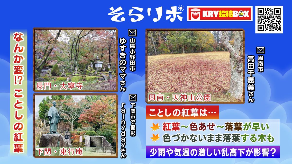 今年の紅葉は…