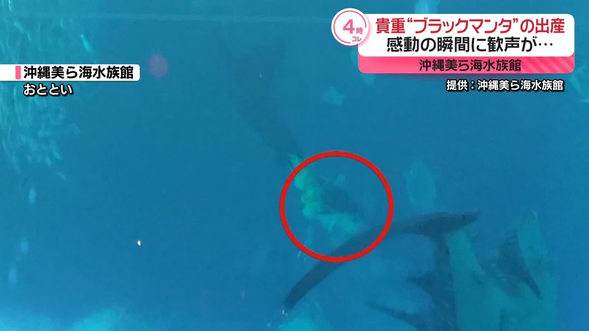 貴重“ブラックマンタ”の出産　感動の瞬間に歓声が…　沖縄美ら海水族館