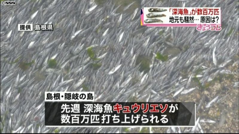 原因は謎…数百万匹の深海魚打ち上げられる