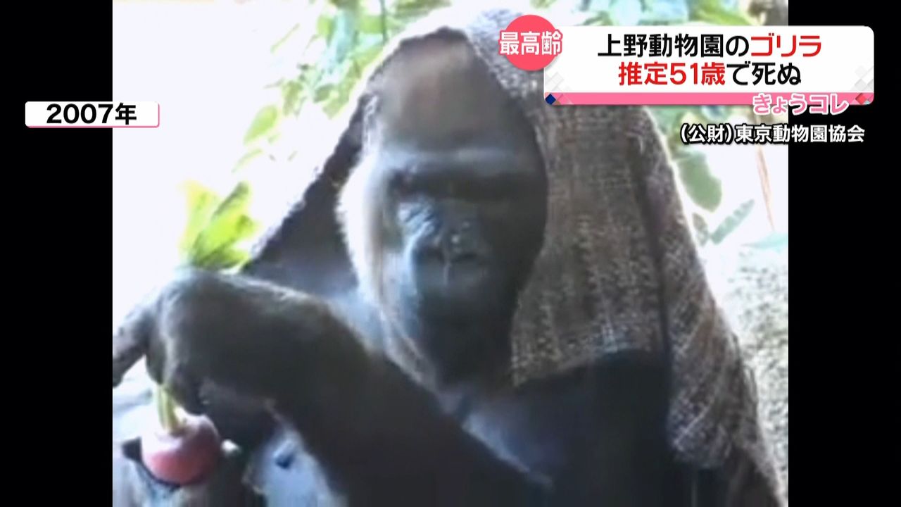 最高齢 上野動物園のゴリラ「ピーコ」死ぬ｜日テレNEWS NNN