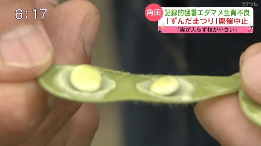 【エダマメ用意できずまつり中止に…】記録的猛暑で特産のエダマメ生育不良　10月1日「ずんだまつり」を中止（宮城・角田市）