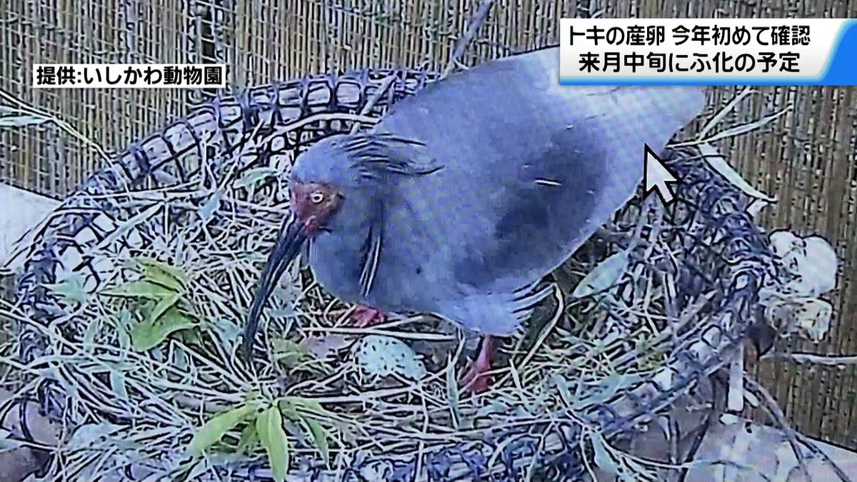 ことし初めて“トキ産卵”を確認　石川・能美市のいしかわ動物園　4月中旬にふ化へ