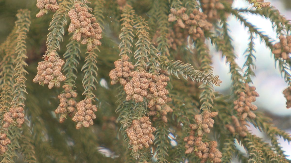 富山県内　スギ花粉の飛散開始