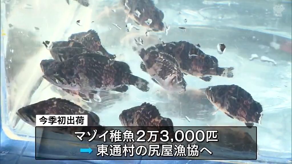 マゾイの稚魚を今季初出荷　階上町