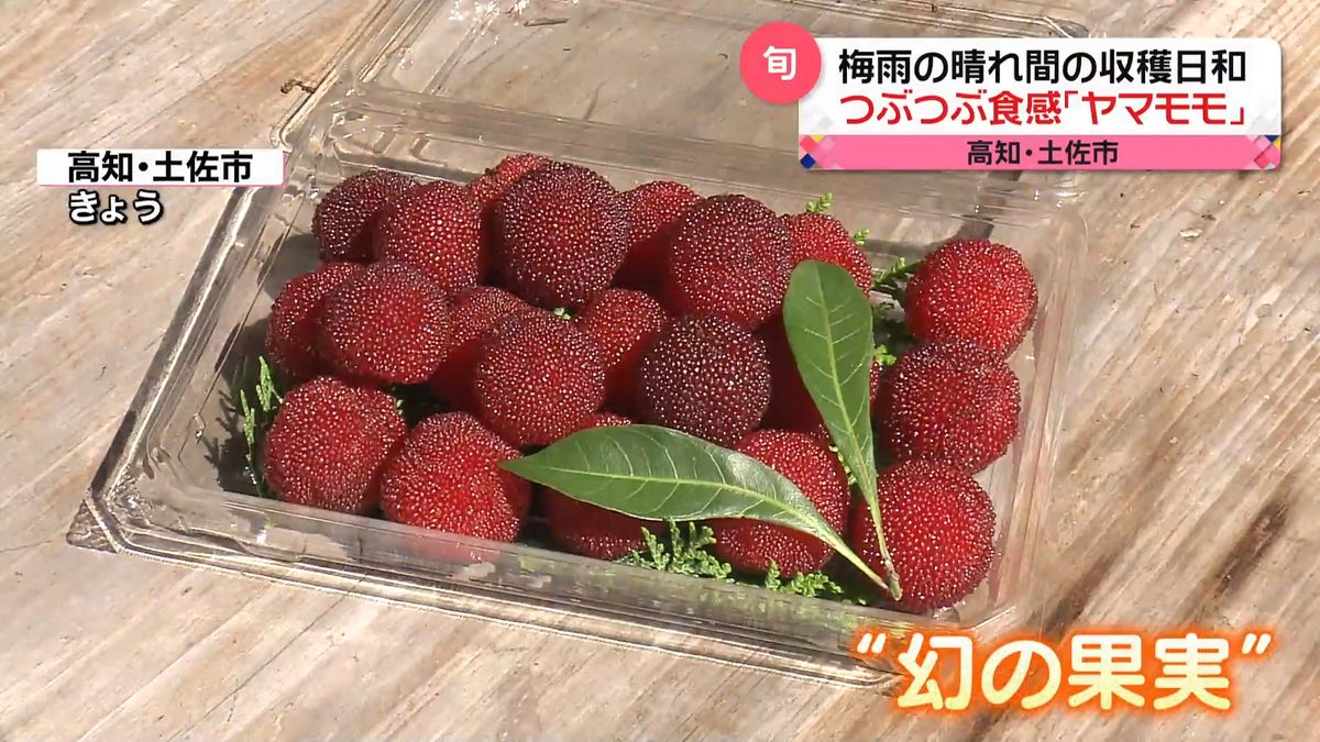 東京都心で約1か月ぶり真夏日に　梅雨の晴れ間…高知で幻の果実「ヤマモモ」収穫日和